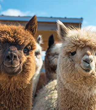 Alpacas