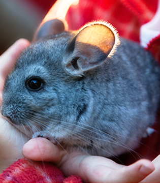 Chinchilla