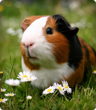 Guinea Pigs