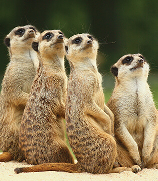 Meerkats