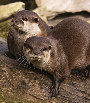 Otters