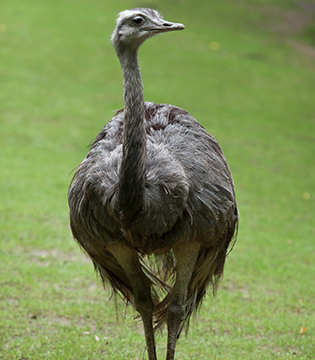 Rheas