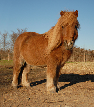 Shetland Ponies