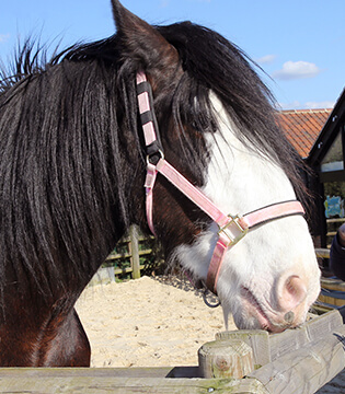 Shire Horse