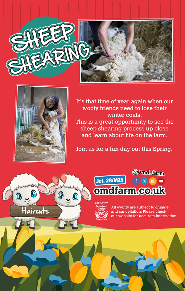 Sheep Shearing