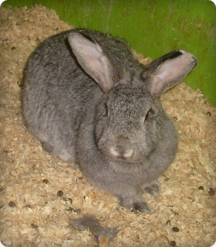 Rabbit | Our Animals | Old MacDonald's Farm